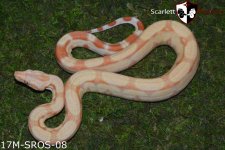Albino rlt 17M-SROS-08 2.jpg