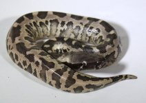 MPxBF+17-152+female+$350.jpg