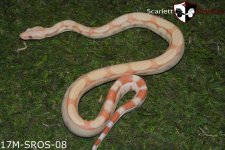 albino rlt 17M-SROS-08.jpg