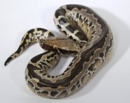 BGxTT+17-128+female+$350.jpg