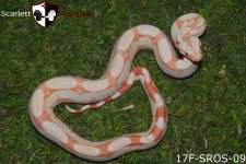 Albino rlt 17F-SROS-09 2.jpg