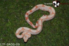 Albino rlt 17F-SROS-09.jpg