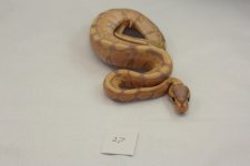 BP27.jpg