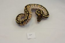 BP28.jpg