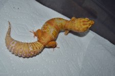 DSC_0236.jpg