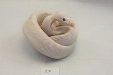 BP33.jpg