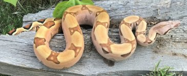 7AE6D37A-C60C-4145-9A34-7324DA769A40.jpg