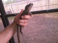 raptor hand.jpg