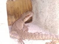 raptor now.jpg
