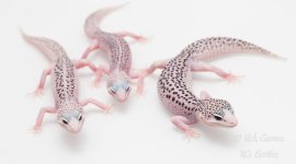 SSE-trio.jpg