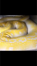 AlbinoGCFemale2014.jpg