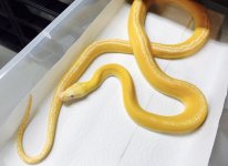 AlbinoPlayyGChetPiedMale2016.jpg
