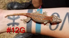 12G.jpg