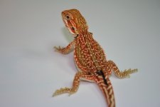 IMG_8784.jpg
