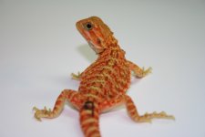 IMG_8778.jpg