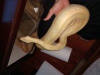 IMG_20180529_200612495.jpg