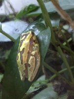 Hourglass Frog 1a.jpg