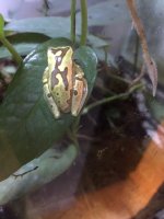 Hourglass frog 2a.jpg