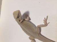 hypo wit.jpg