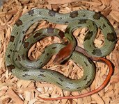 male 2 moellendorffi.jpg