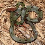 male 1 moellendorffi.jpg
