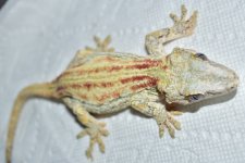DSC_0346.jpg