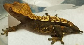 20180408_202829.jpg