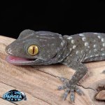 tokay-gecko-for sale.jpg