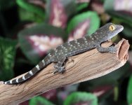 patternless-tokay-gecko.jpg