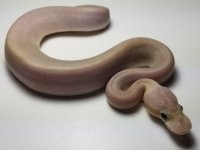 Super Pewter Banana M1-2017.jpg