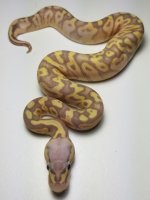 Super Pastel Banana M1-2017.jpg