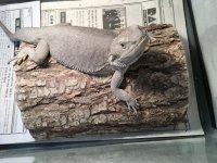 IMG_2417[1].jpg