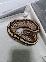 IMG_20180223_193452.jpg