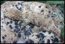 RedRumed_IMG_5761ps.jpg