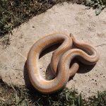 Hypo Morongo Boa.jpg