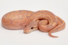 mandarin banana pewter female.jpg