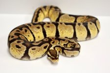 Pastel OD Female.jpg