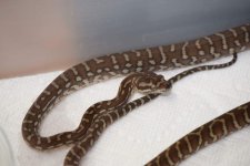 Bredli003.jpg
