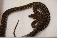 Bredli004.jpg