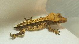 20180428_211619.jpg