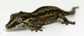 Gargoyle Gecko b15 (4).jpg