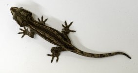 Gargoyle Gecko b15 (3).jpg