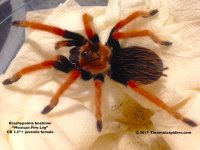 B.boehmei(f)3.5in_1.jpeg