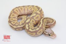 PastelBananaSpotnoseYellowbellyF65-80g.jpg