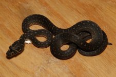 IMG_1467.jpg