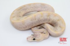SuperPastelChampagneScalelessHeadF64-100g.jpg