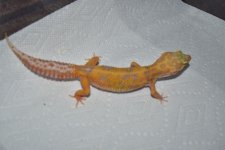 DSC_0253.jpg