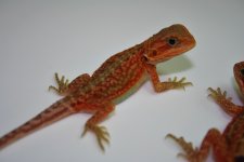 IMG_8258.jpg
