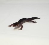 20180202_212854.jpg