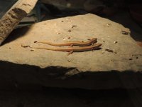 DSCN4050.jpg